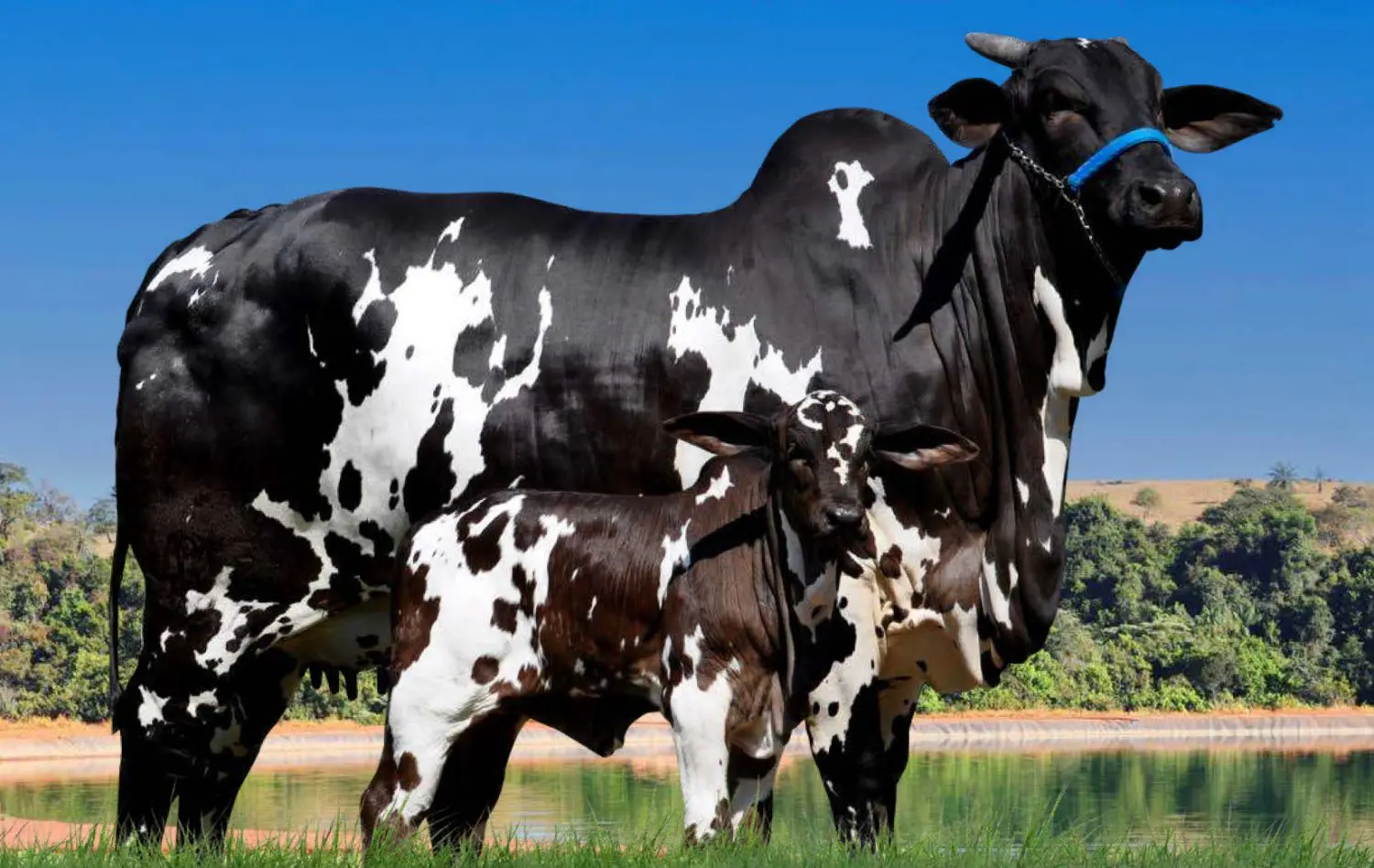 Como seria o mundo sem vacas? Este documentário tenta responder essa questão